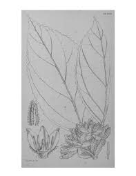 Image result for Clitandra cymulosa