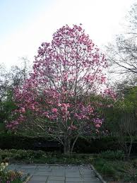 We did not find results for: Magnolia Galaxy Galaxy Magnolia Magnolia Trees Best Shade Trees Magnolia Galaxy