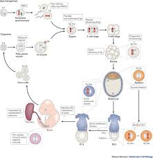 The page provides the exchange rate of 9000 malaysian ringgit (myr) to philippine peso (php), sale and conversion rate. Gracefully Ageing At 50 X Chromosome Inactivation Becomes A Paradigm For Rna And Chromatin Control Nature Reviews Molecular Cell Biology