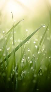 Are you looking for sunshine background images? Wallpaper Grass 4k Hd Wallpaper Green Drops Dew Sun Rays Nature 3896