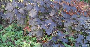 Image result for Hydrangea quercifolia