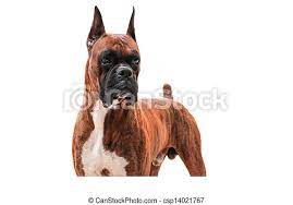 Hund magnete, boxer hund schürzen. Reinrassiger Boxer Hund Isoliert Im Weissen Hintergrund Canstock