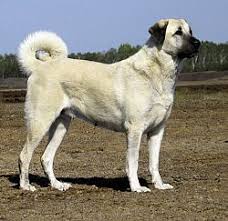 Sivas Kangal Karabas Kangal Kopegi Kopek Turleri Kopek