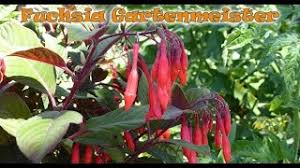 We did not find results for: Fuchsia Gartenmeister Youtube