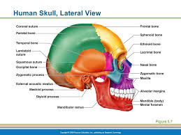 Review the bones of the skull and test your knowledge. The Axial Skeletal System Ppt Video Online Download