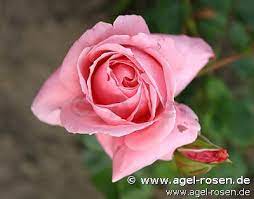 Technically speaking, climbing roses are not a specific rose breed. Buy Coral Dawn Climbing Rose Agel Rosen