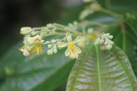 Image result for Grewia schmitzii