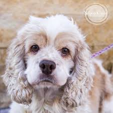 I have always said, all puppies are adorable and cute in every breed, but the american cocker spaniel remain beautiful all of their lives. Pin On Puppy Training