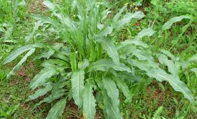 Image result for Rumex crispus