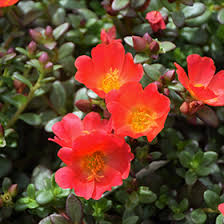 Image result for Portulaca collina