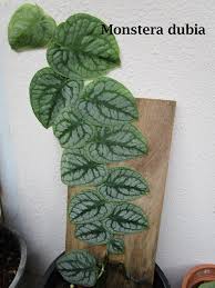 50 monstera variegated seeds deliciosa rare palm tree turtle leaves monstera deliciosa variegata. Monstera Dubia Tropics Home