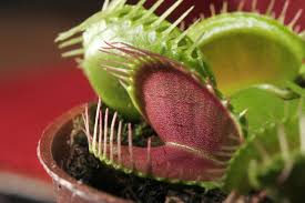 These carnivorous plants are equipped with large heads or traps which are basically a pair of hinged. The Venus Flytrap A Complete Guide To Growing Dionaea