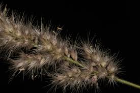 Image result for Enneapogon cenchroides