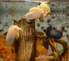 This algae species is extremely durable and almost indestructible! Mystery Snail Complete Care Guide Blue Black Gold And More Fishkeeping World