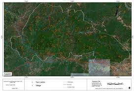 Image result for Pavetta gurueensis