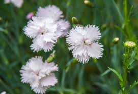 There is also a pink variety, 'pink mrs. 15 Best White Perennial Flowers For Your Garden Gardening Chores