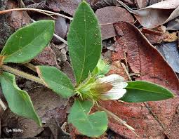 Image result for Blepharis integrifolia