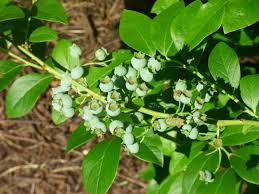 Image result for Vaccinium madagascariense