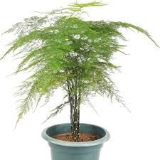 Check spelling or type a new query. Asparagus Fern Plumosa Fern Asparagus Plumosus My Garden Life