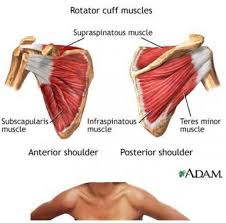 Collectively, the resting tone of these the muscles of the shoulder are associated with movements of the upper limb. Pin On For Your Health