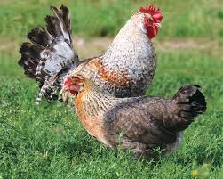 25 $ appelez après 18 h. Cream Legbar Coq Et Poule De Race La Ferme De Beaumont Les
