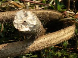 Image result for Aeschynomene megalophylla