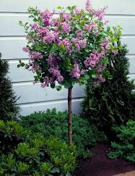 Welcome to direct plants ltd award winning nursery delivering high quality plants & trees to your door since 1989 featured categories acers and maples buxus and topiary climbing plants conifers fruit bushes fruit trees house plants hedging trees large root ball hedging magnolias ornamental trees palms & tropical polytunnels roses shrubs Dwarf Korean Lilac Tree Syringa Palibin Large Standard 100 120cms Tall Garden Plants