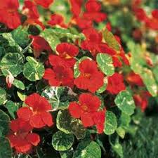 If you have allergies to flowers and/or pollen, ask your doctor about safety. Nasturtium Seeds Scarlet Gleam Flower Seed Nasturtium Seeds Nasturtium Flower Seeds