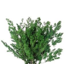 Asparagus retrofractus species of plant. Stabilisiertes Ming Fern Kaufen Verdissimo