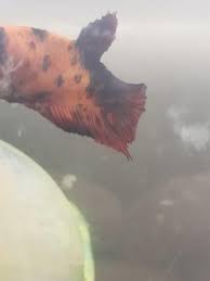 Rosie May Have Dropsy Trying Kanaplex For Dropsy Bettafish