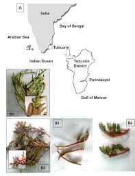 Image result for Halopyrum mucronatum