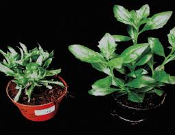 Image result for Osteospermum muricatum