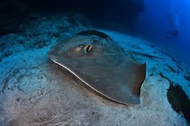 Image result for Rawsonia burtt-davyi