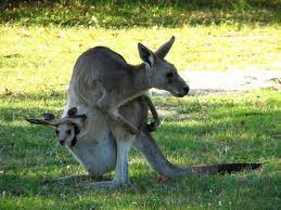 Lady Musgrave Island Mummy Kangaroo And Joey In The Campground Mama Canguro Y Bebe En El Camping Photo