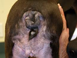 And there were 2,056 reported deaths. there is even a facebook group full of concerned pet parents that literally focuses on this topic alone with heartbreaking stories. Disease Spotlight Fleabite Hypersensitivity Animal Dermatology Referral Clinic Adrc