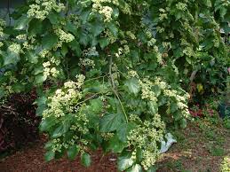 Image result for Hovenia