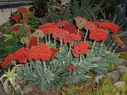 Crassula Perfoliata Var Minor Propeller Plant World Of Succulents Plants Airplane Plant Succulents