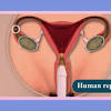 This course will show you the building blocks of the female form and how it differentiates from the male body. 1