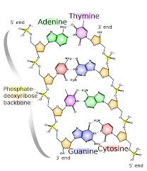What is the most accurate dna test? Dna Simple English Wikipedia The Free Encyclopedia