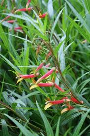 Image result for Scleria laxiflora