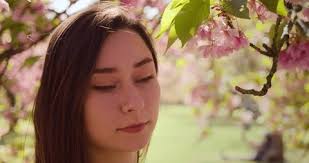 235 Paris Cherry Blossoms Stock Video Footage