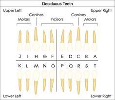 19 Best Baby Tooth Chart Images Tooth Chart Chart Teeth