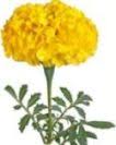 Flowers and their names for 15 flowers name and images in hindi. Flowers Name In Hindi And English 100 à¤« à¤² à¤• à¤¨ à¤®