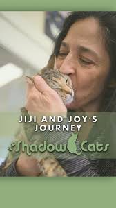 The journey that our Felvie kitties take to reach Shadow Cast is always  unique. Today we talk with the family that saved two of our newest  additions, Jiji and Joy, and their trek from Laredo to ...