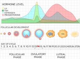 Harga termometer basal tubuh ini bervariasi sesuai merek yang anda pilih. Memprediksi Ovulasi Pada Menstruasi Ireguler Alomedika
