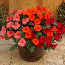 Image result for Impatiens salpinx