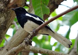 Ϯ oriental magpie robin c. Beauty In Black White Magpie Robin Can Sing The Sweetest By S M Mamunur Rahman The Environment Medium