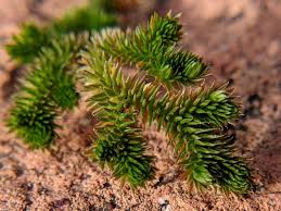 Image result for Selaginella soyauxii