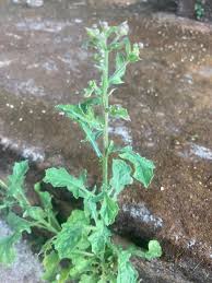 Image result for Blumea