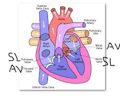 Image result for Afterload